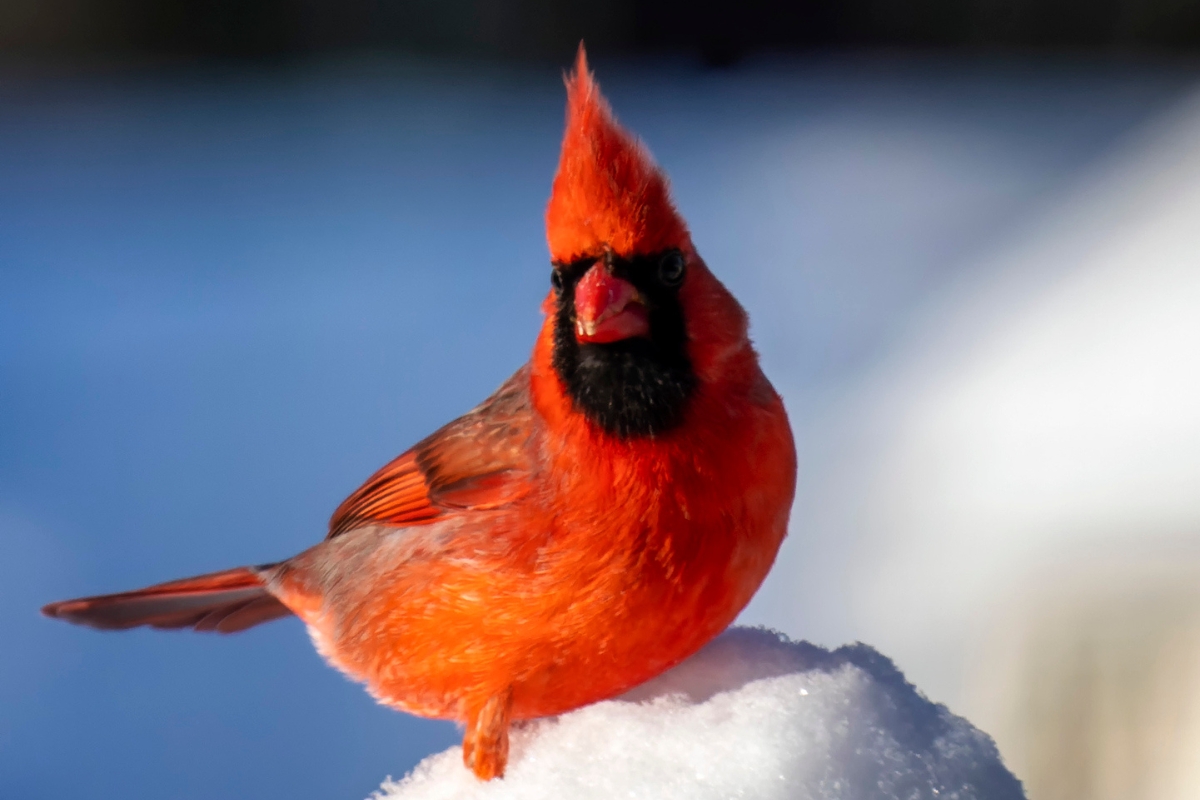 Northern Cardinal on top of a birdhouse in the winter with snow