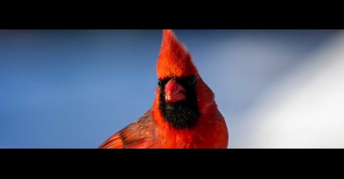 Northern Cardinal on top of a birdhouse in the winter with snow