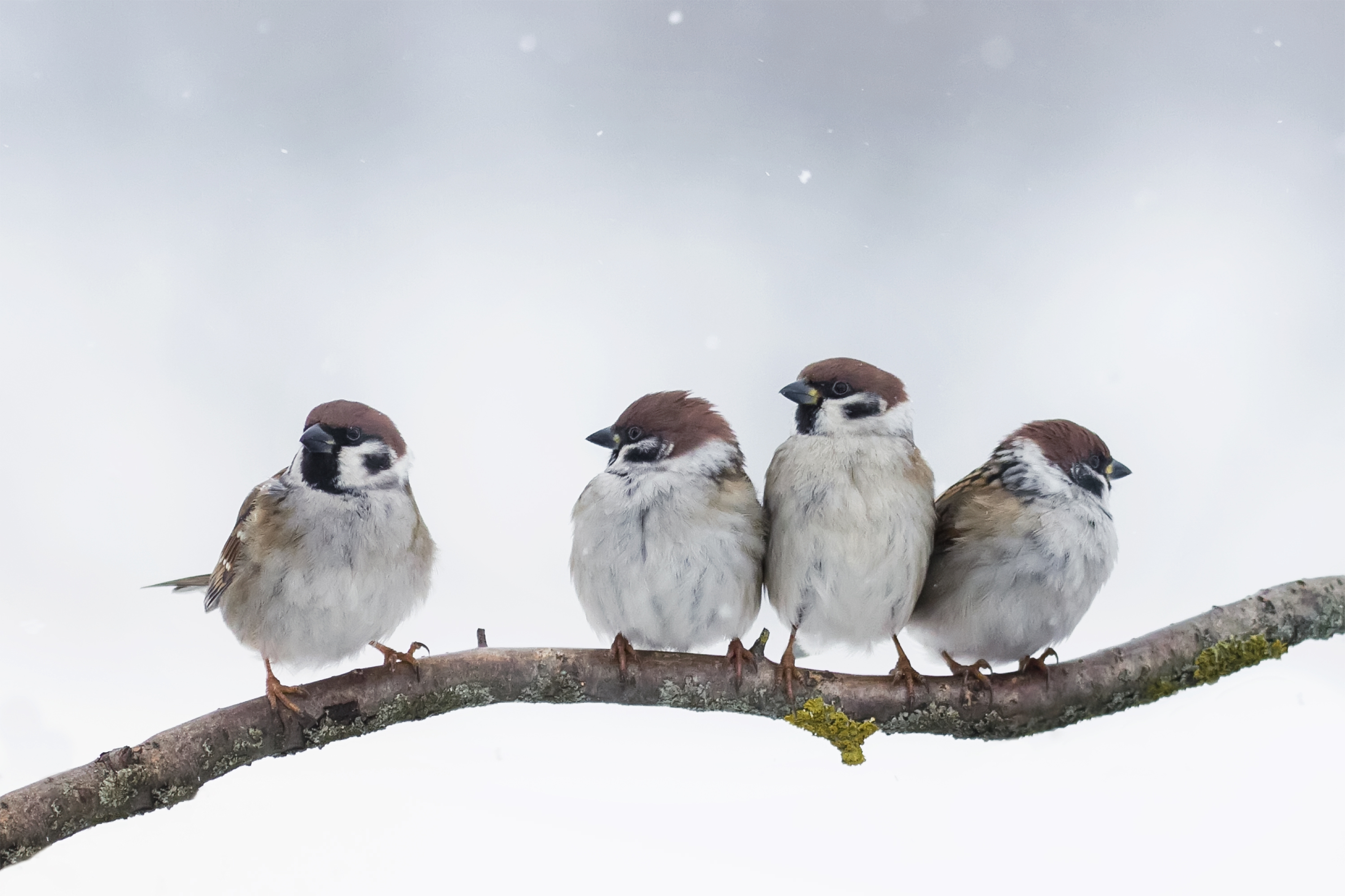 How To Help Robins Survive The Harsh Winter Weather