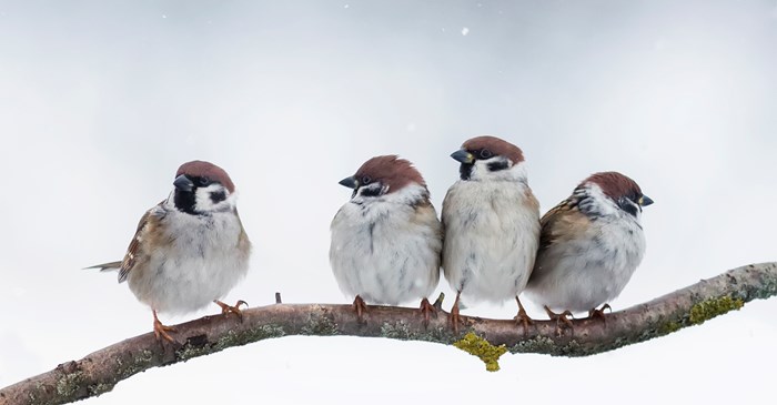 Four sparrows sitting on a branch in winter with white background