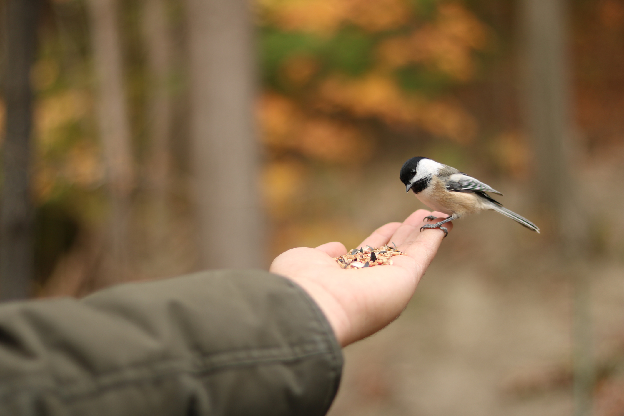 Black-capped Chickadee eating bird seed from hand