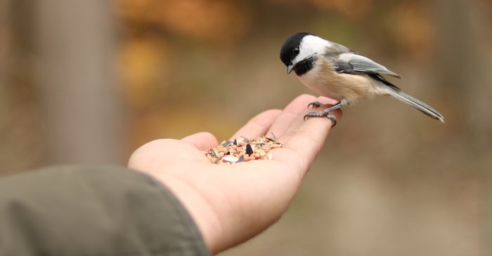 Black-capped Chickadee eating bird seed from hand
