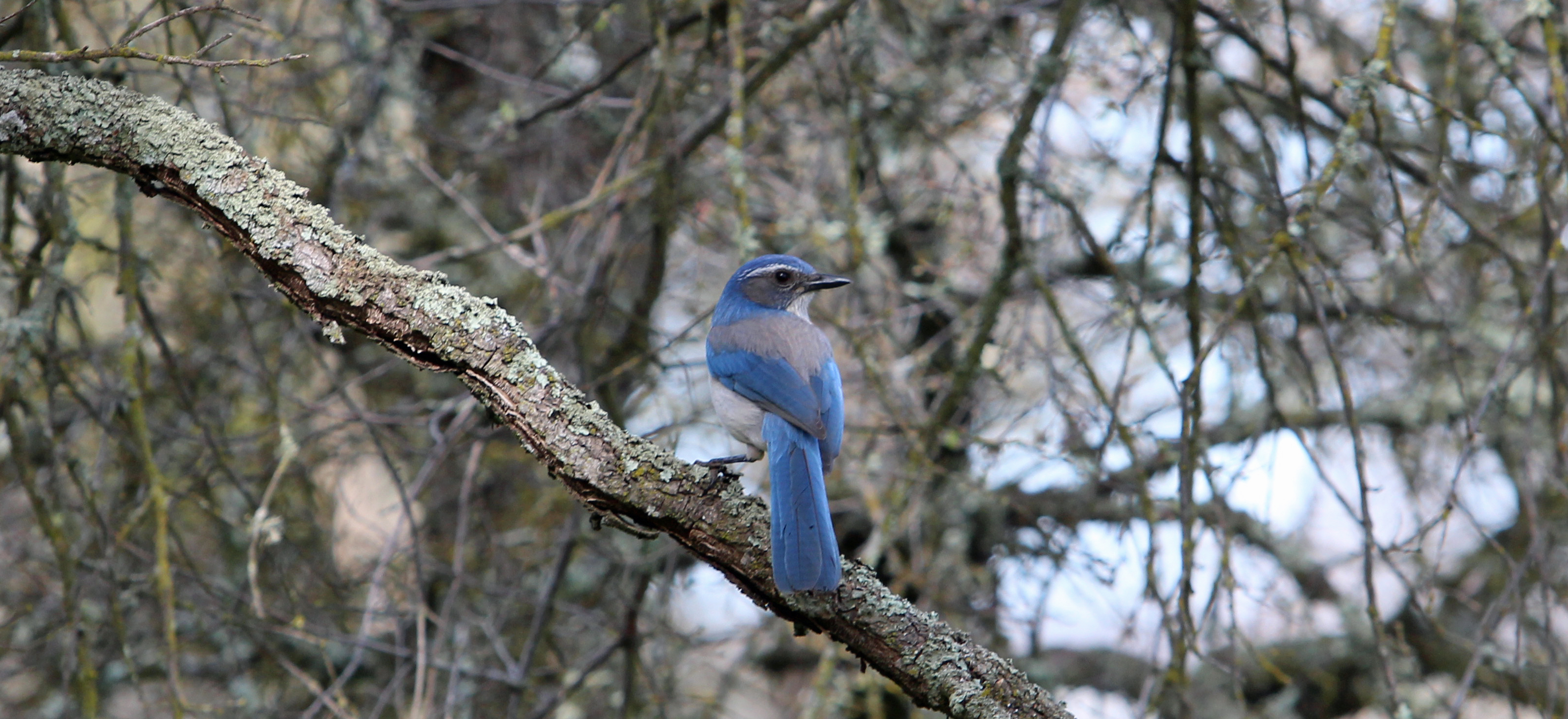Pinyon Jay sitting on a branch