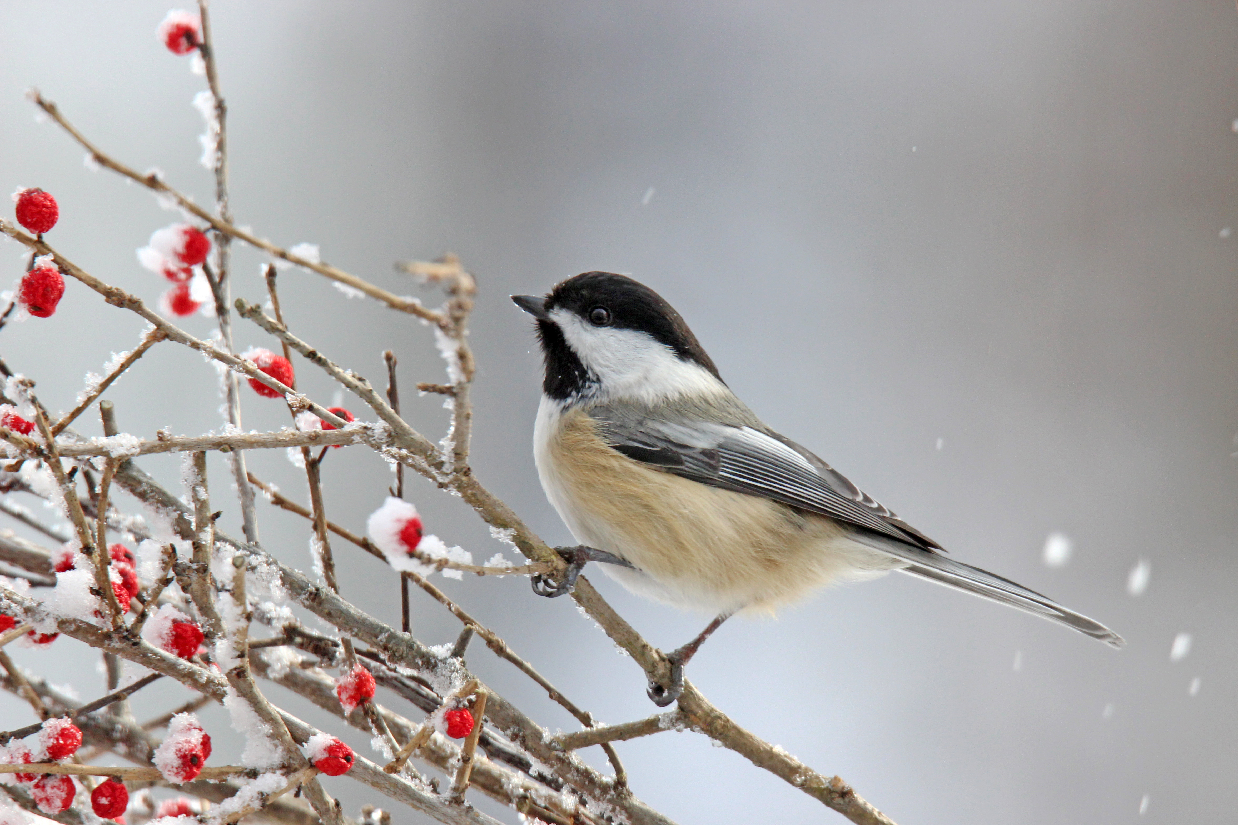 Black-capped Chickadee on Branch with Berries