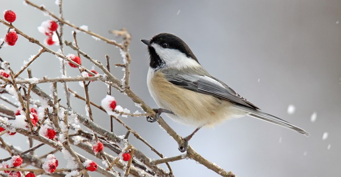 Black-capped Chickadee on Branch with Berries