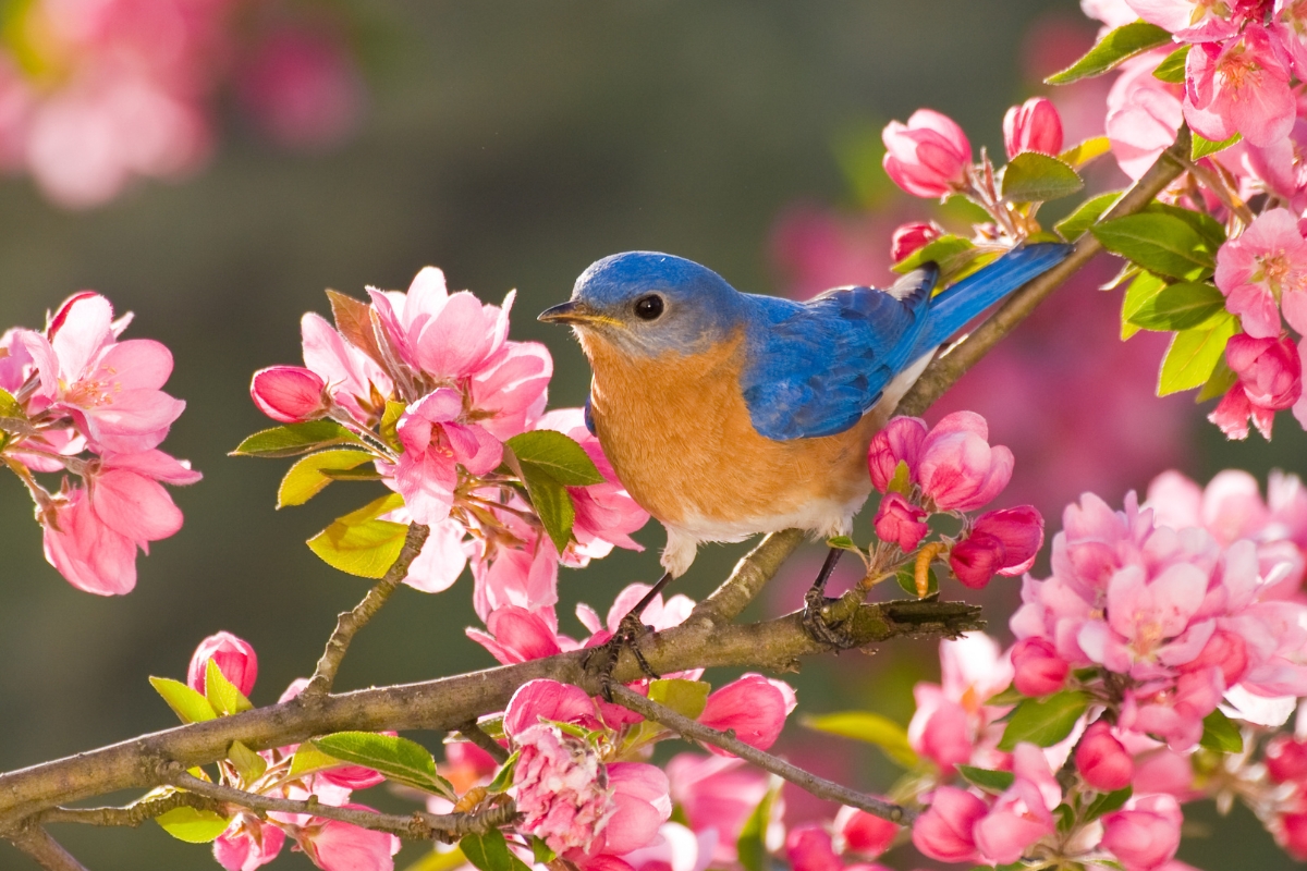 Eastern Bluebird, male, perched on flowering branch in spring / stanley45 / iStock / Getty Images Plus