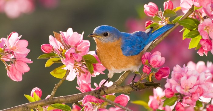 Eastern Bluebird, male, perched on flowering branch in spring / stanley45 / iStock / Getty Images Plus