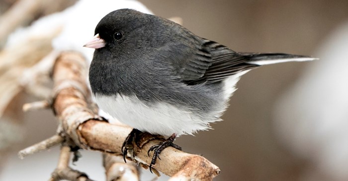 Female Dark-eyed Junco Perched on a Tree Branch