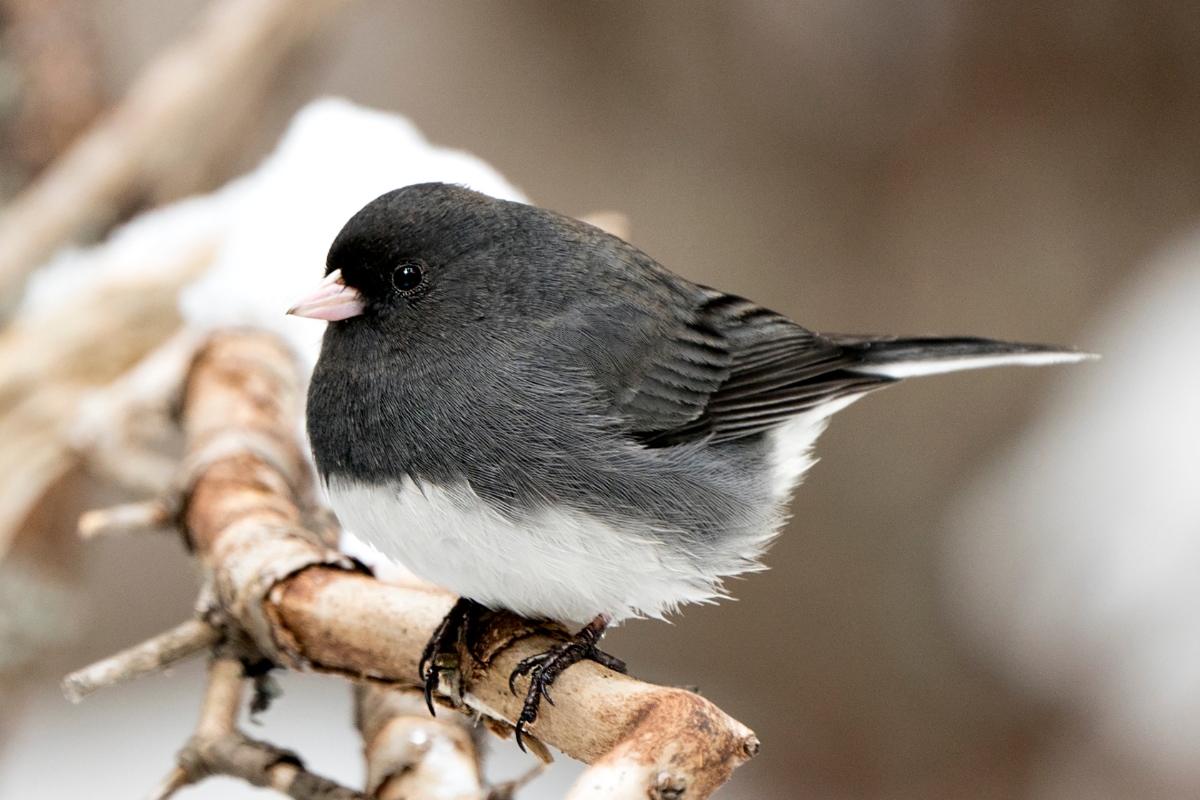 The History of National Bird Feeding Month and How to Celebrate | Lyric ...