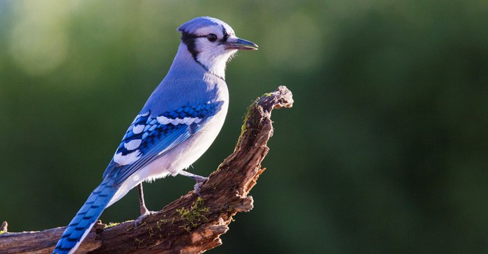 Blue Jays Have Beautiful Feathers