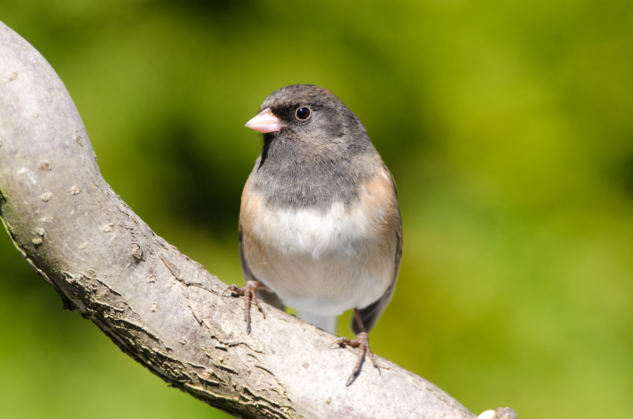 Summer Birding Checklist | Lyric Wild Bird Food