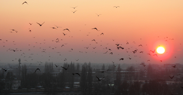 Migrating birds flying into sunset