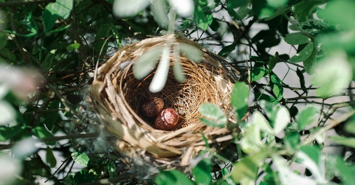 Bird nest with speckled eggs in a green tree