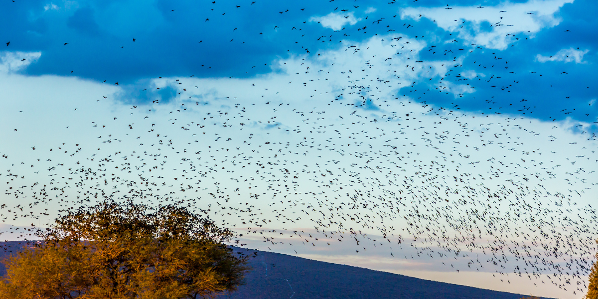 Flock of migrating birds