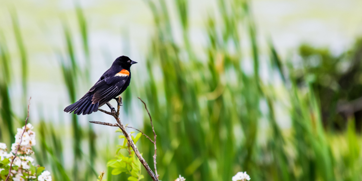 Red-winged Blackbird on branch in spring