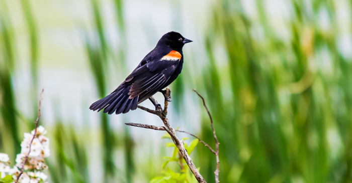 Red-winged Blackbird on branch in spring
