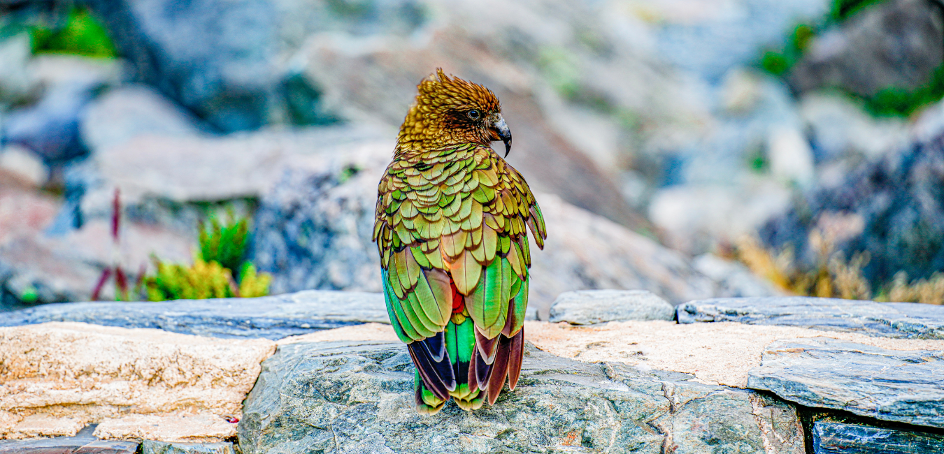 Coexisting In Harmony With Wildlife: Birds Of Prey