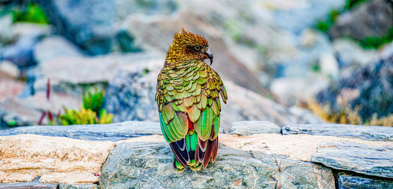 Kea Parrot Displaying Beautiful Colored Feathers