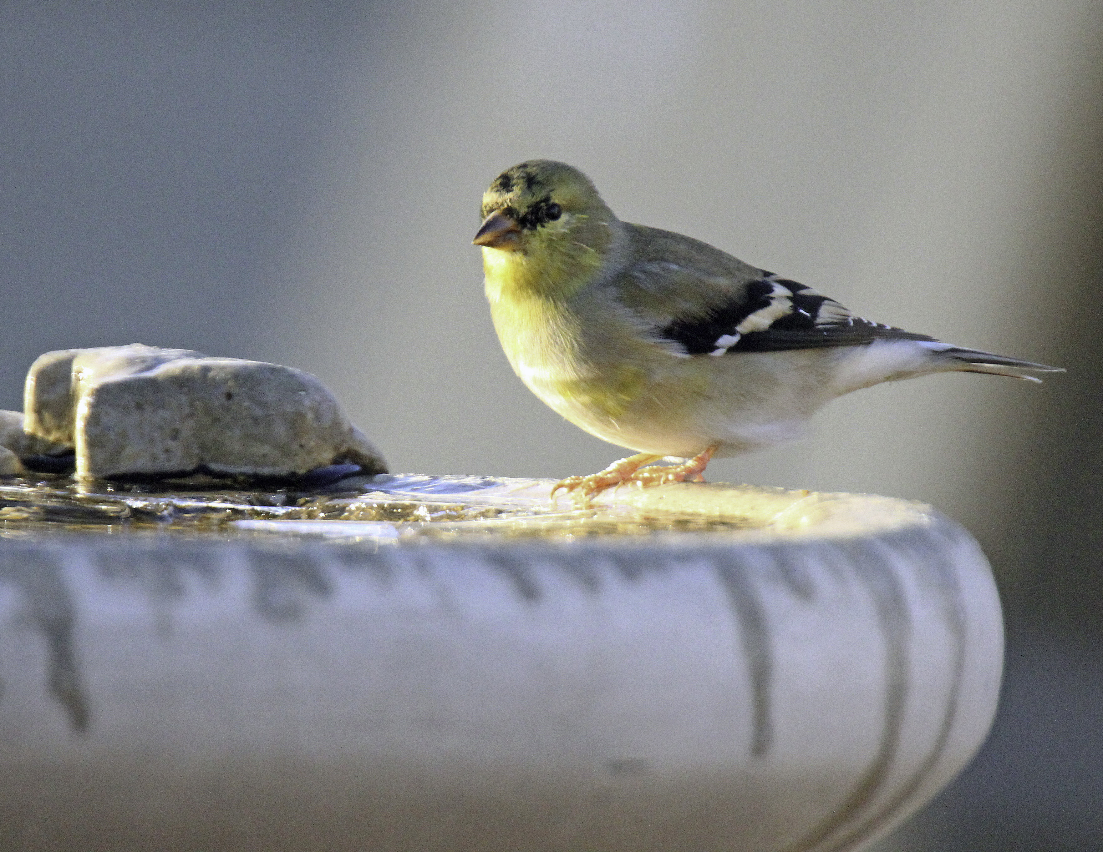 American Goldfinch Perched on Edge of Birdbath