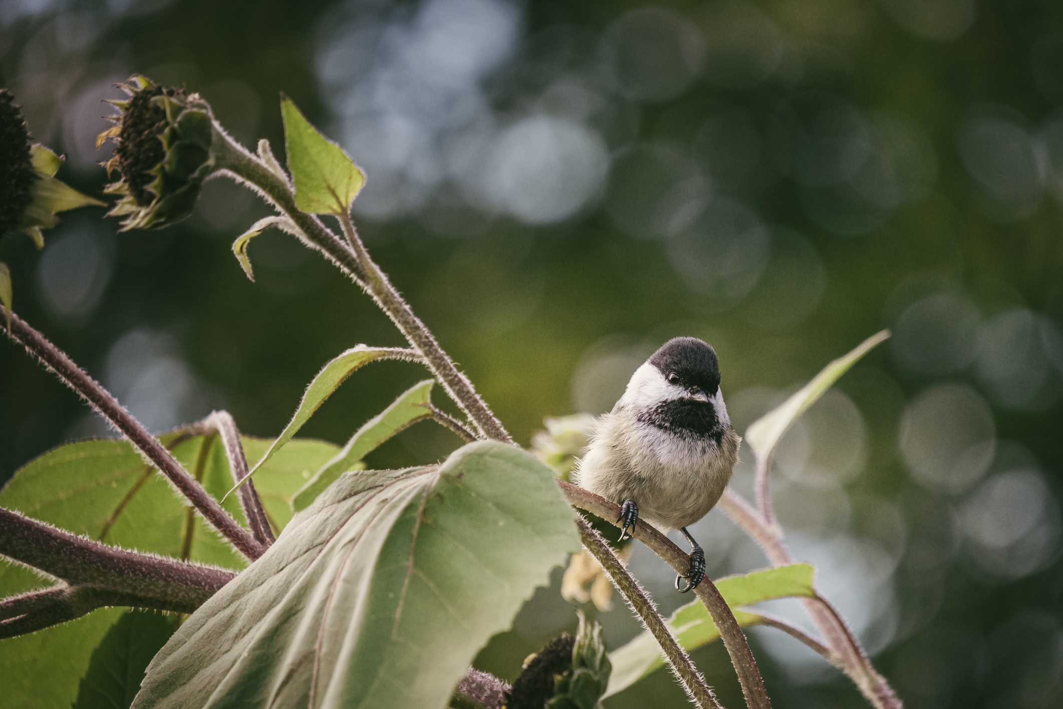 Black-capped Chickadee on sunflowers