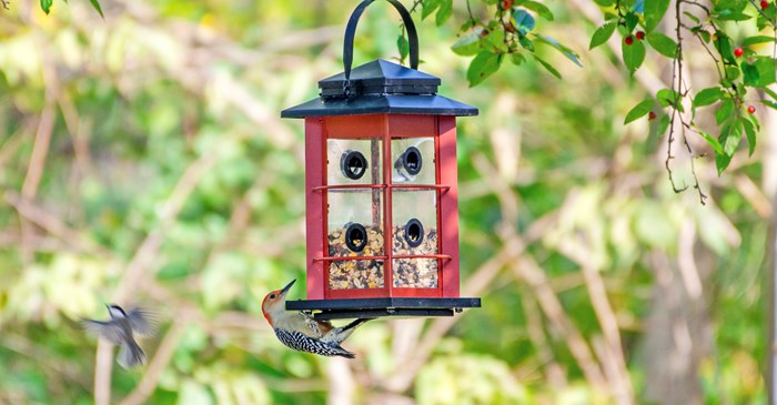 Red-bellied Woodpecker on feeder with Lyric Fruit & Nut