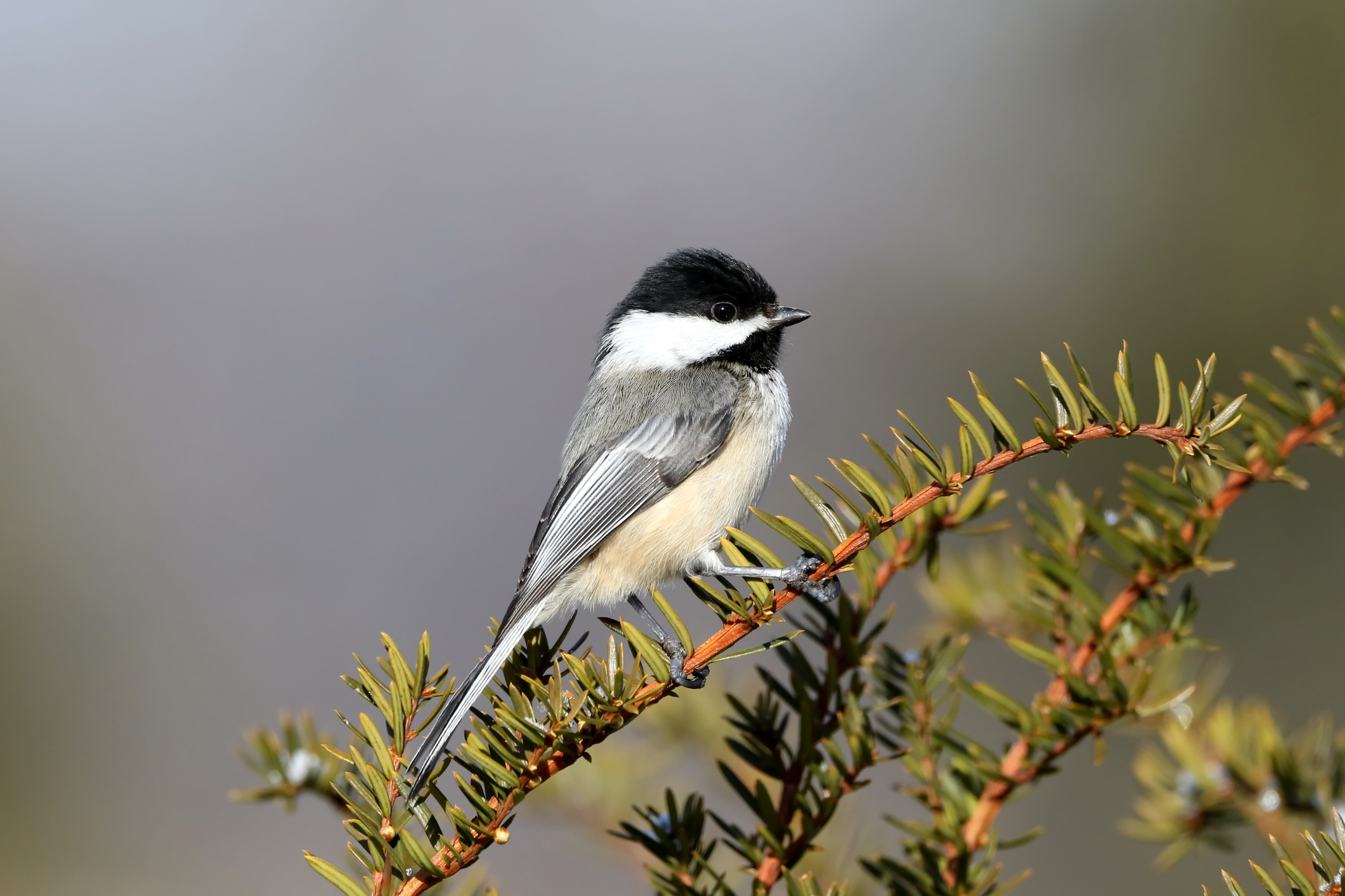 Black-capped Chickadee | Lyric Wild Bird Food