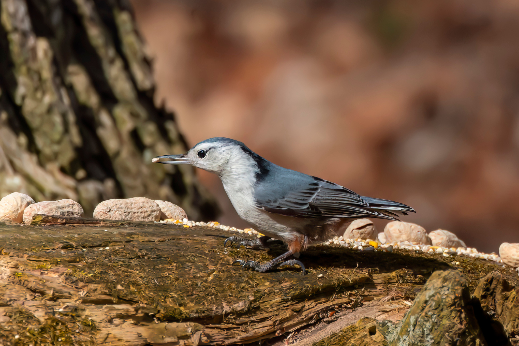 White-breasted Nuthatch holding a seed in its beak