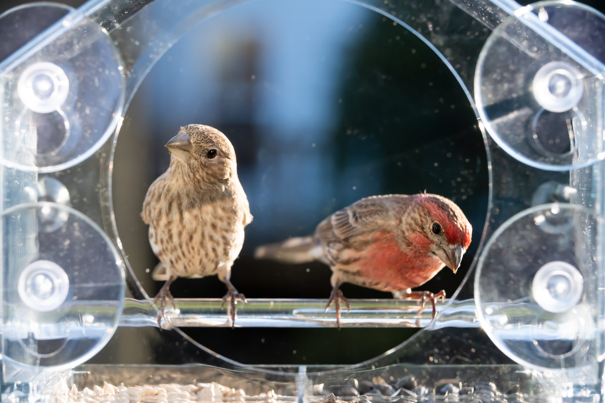 Male and Female House Finches on a window feeder by ablokhin. iStock/ Getty Images Plus.